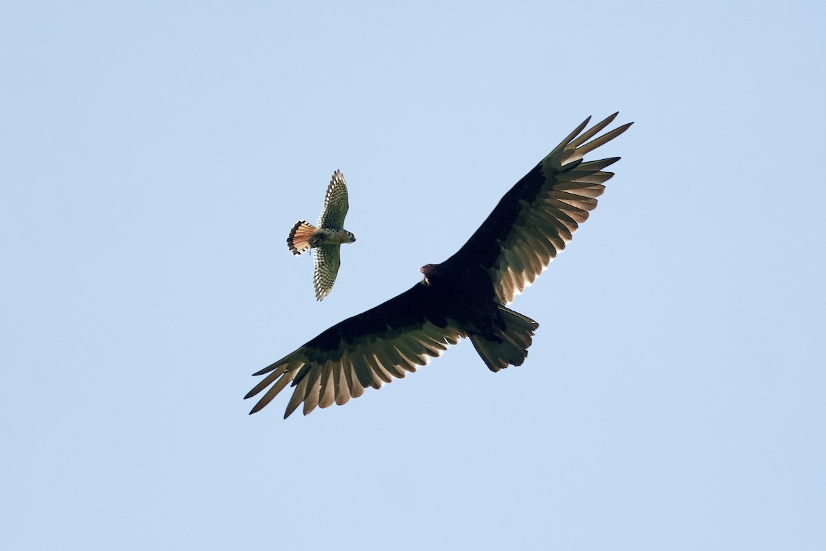 Turkey Vulture - ML621111129