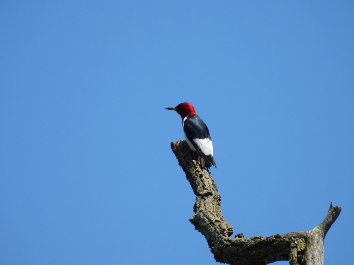 Red-headed Woodpecker - ML621111142
