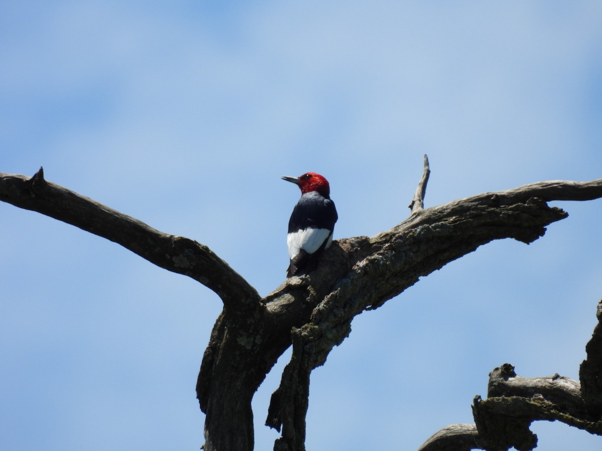 Red-headed Woodpecker - ML621111143