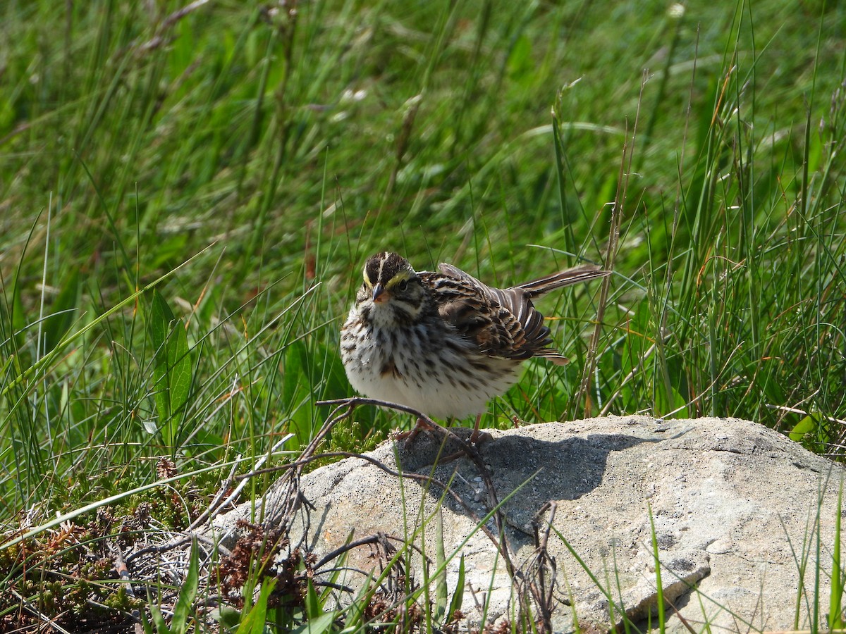 Savannah Sparrow - ML621111156