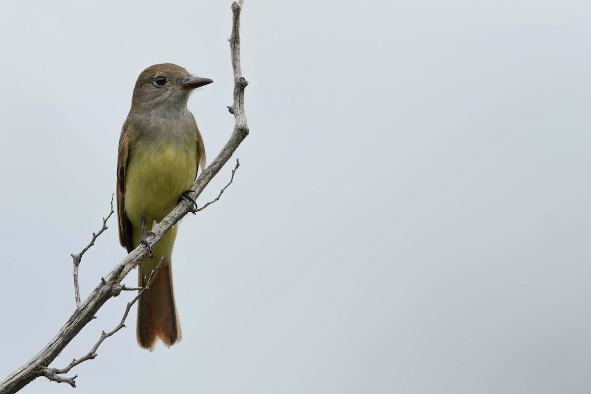 Great Crested Flycatcher - ML621111179