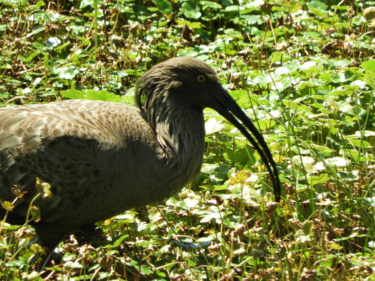 ibis běločelý - ML621111212
