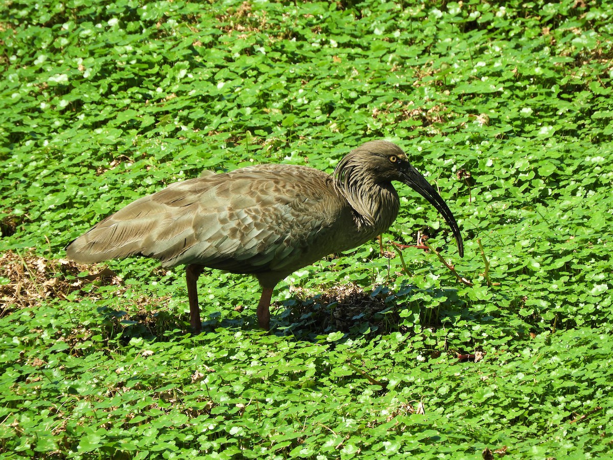 ibis běločelý - ML621111213