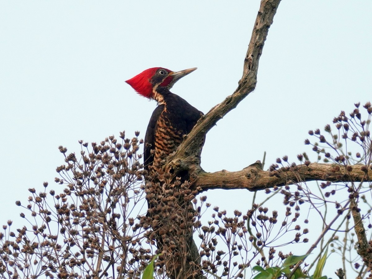 Lineated Woodpecker - ML621111294