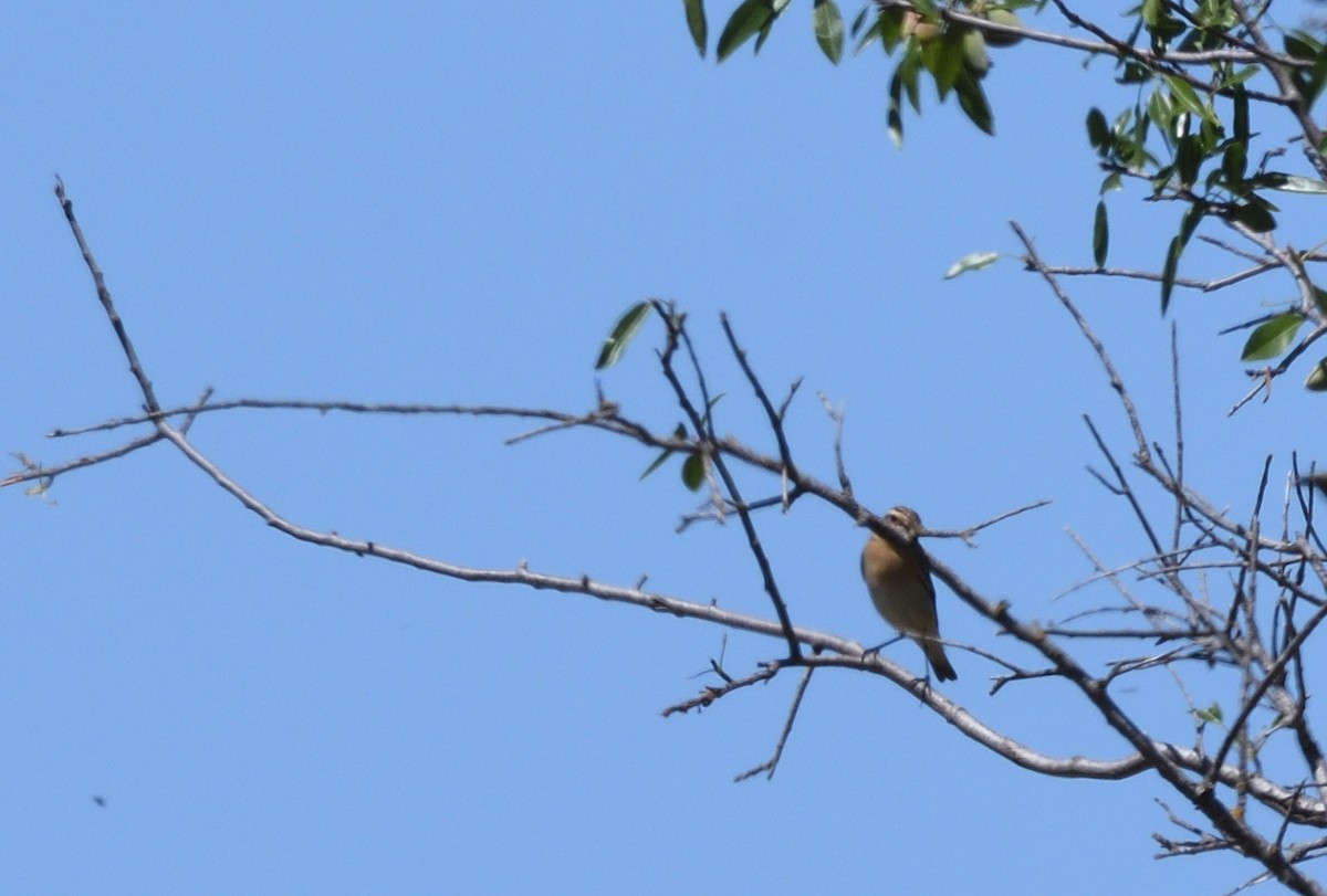 Whinchat - ML621111297