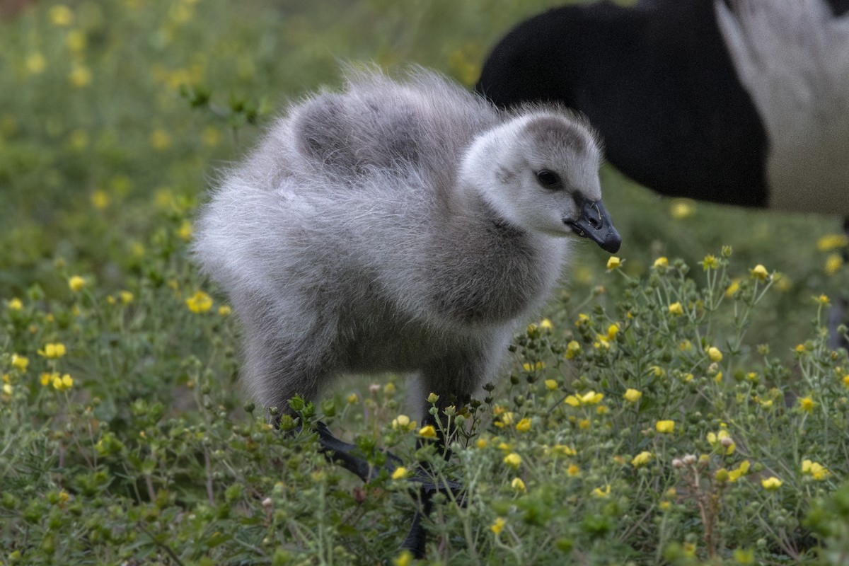 Barnacle Goose - Van Pierszalowski