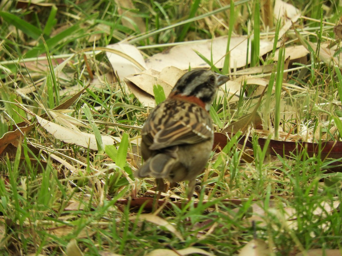 Rufous-collared Sparrow - ML621111427