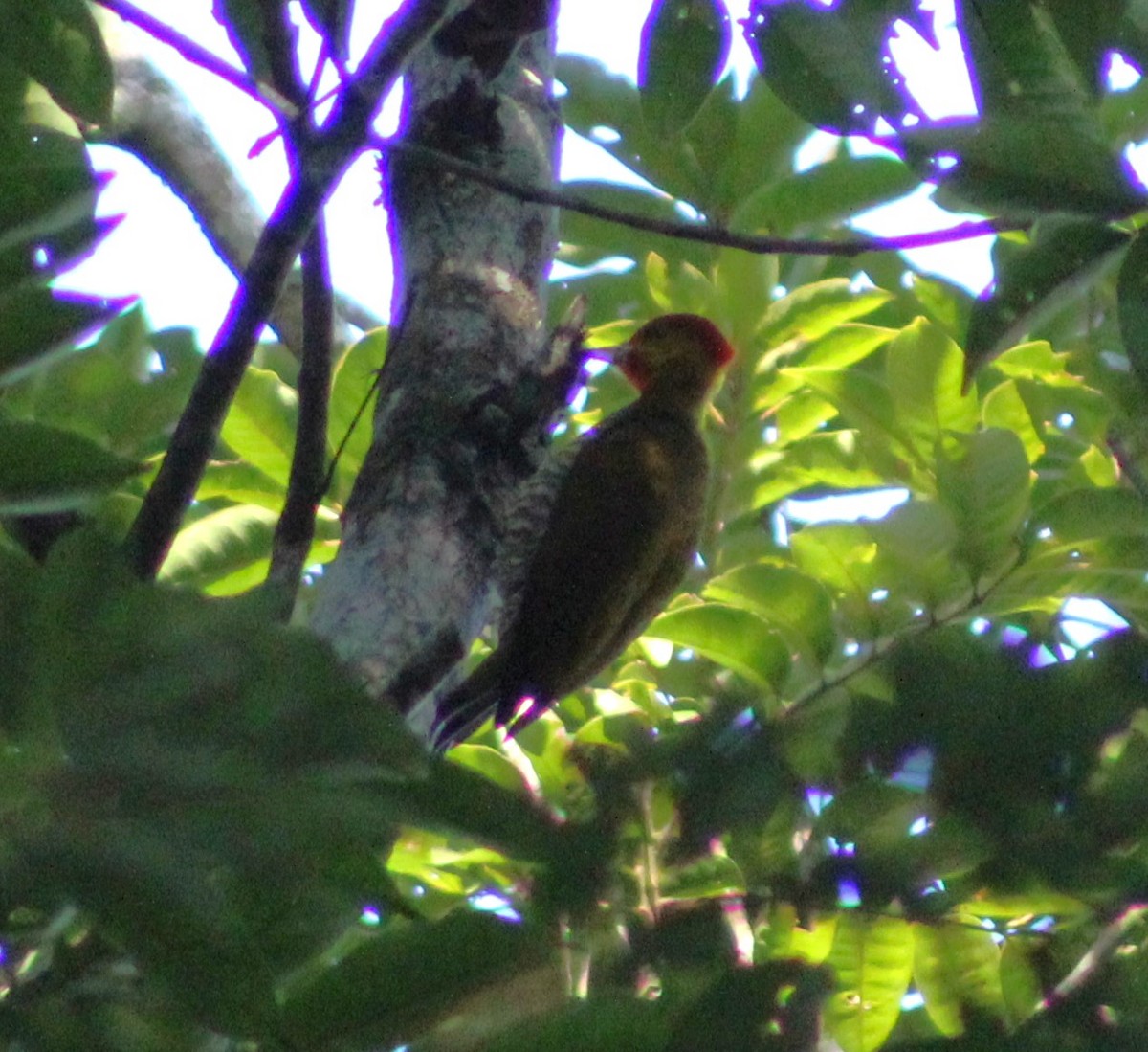 Yellow-throated Woodpecker - ML621111428