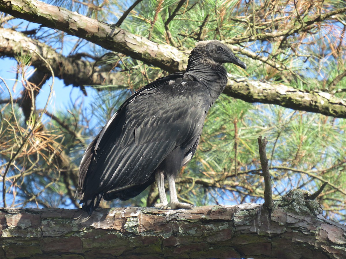 Black Vulture - ML621111430