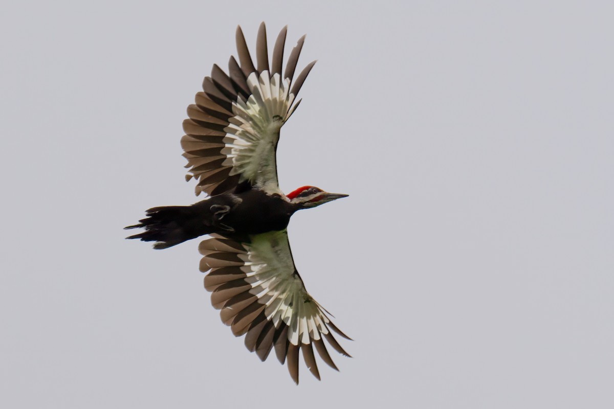Pileated Woodpecker - ML621111490