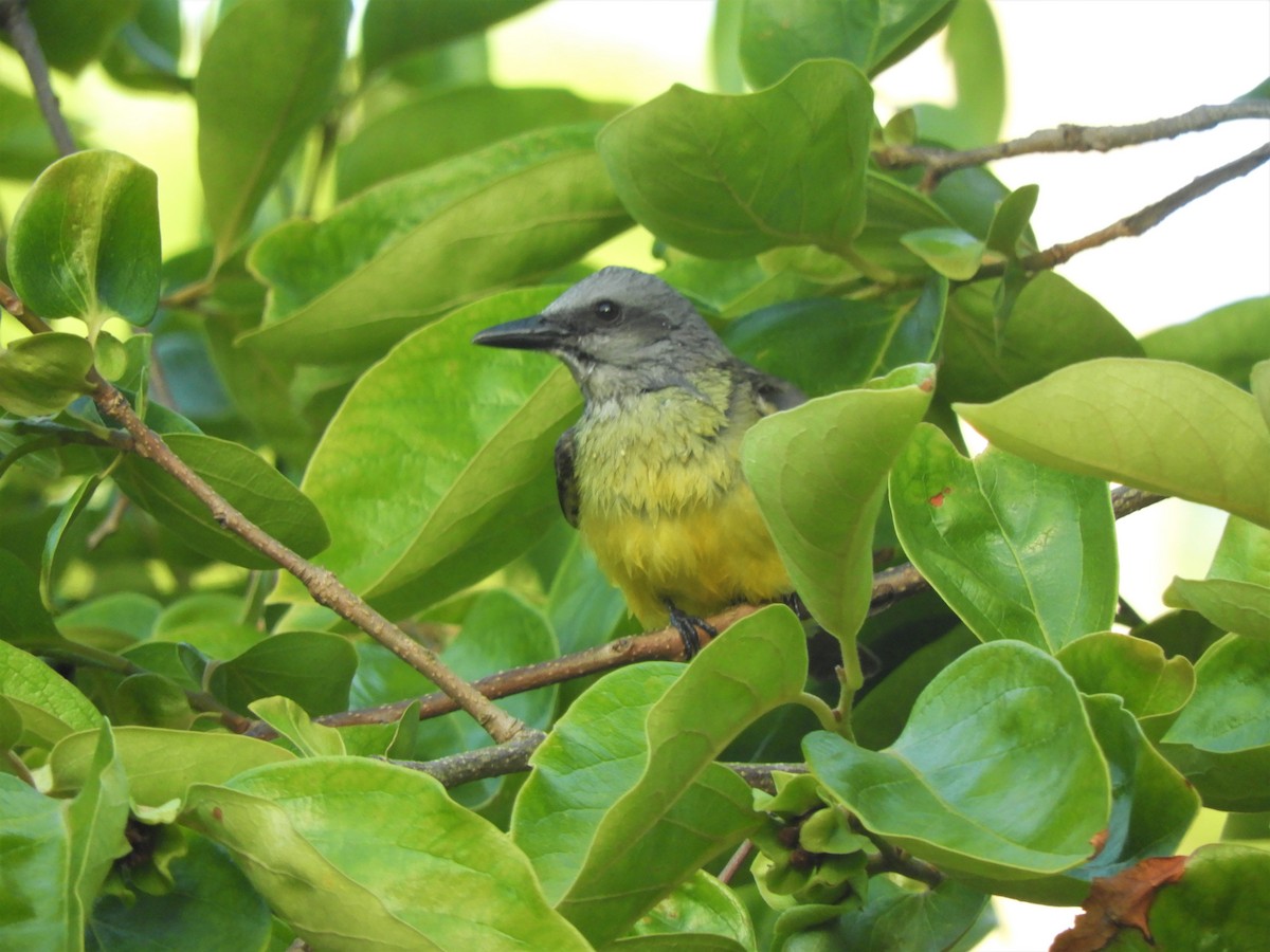 Tropical Kingbird - ML621111497