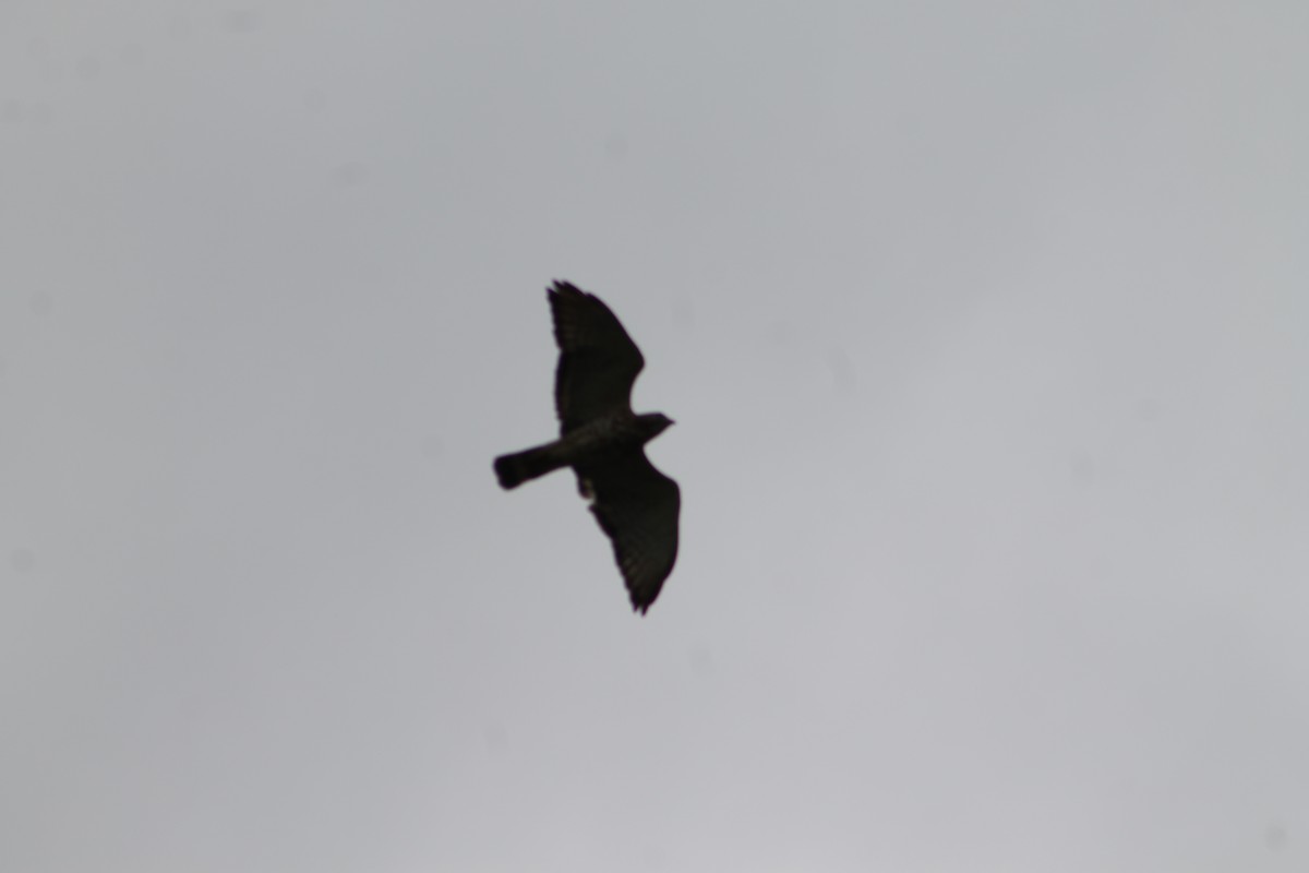 Broad-winged Hawk - ML621111550