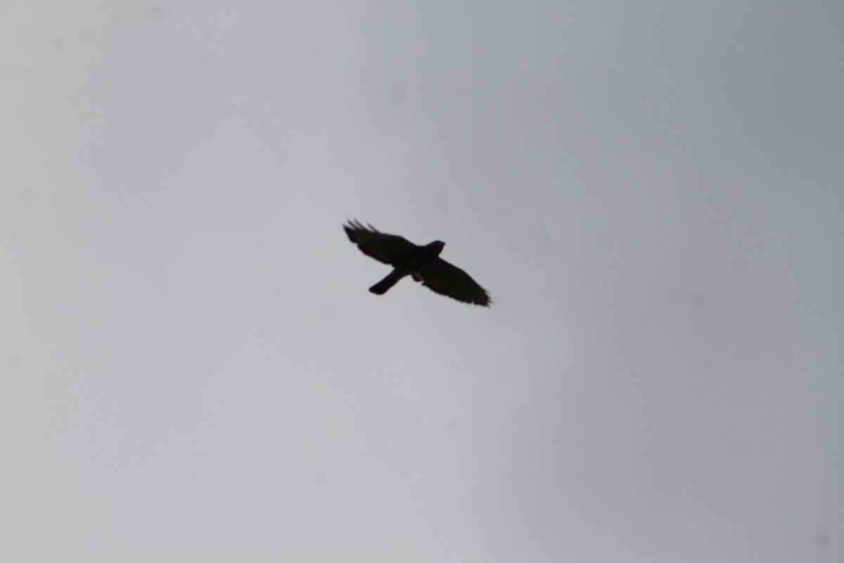 Broad-winged Hawk - ML621111553