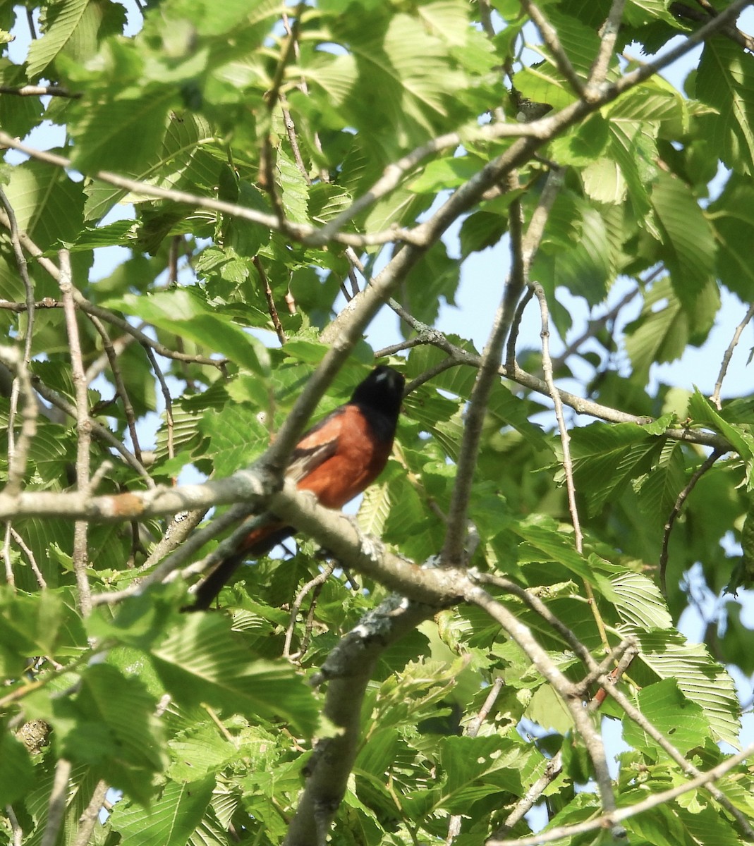 Orchard Oriole - ML621111573