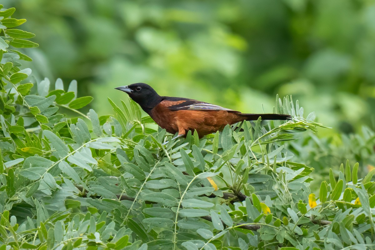 Orchard Oriole - ML621111608