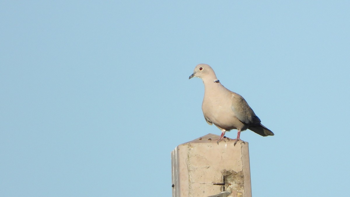 Eurasian Collared-Dove - ML621111610