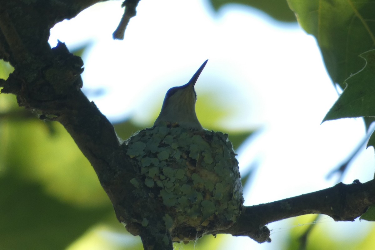 Ruby-throated Hummingbird - ML621111612