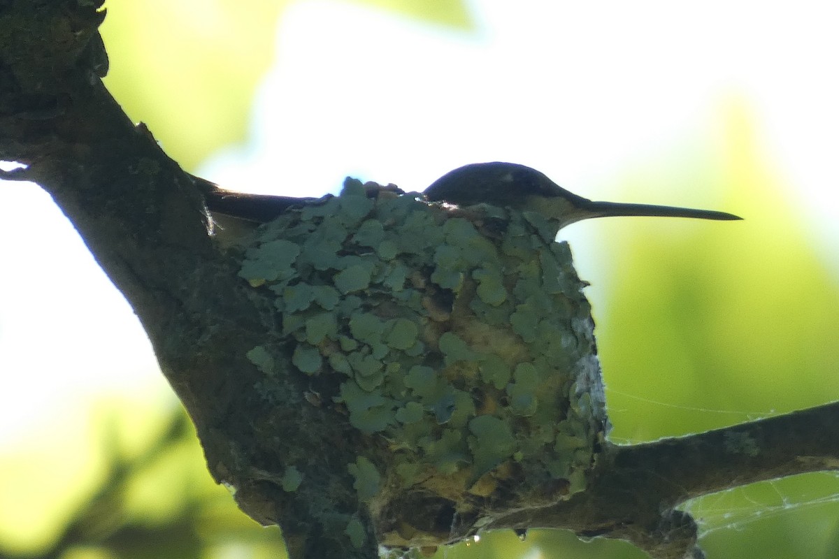 Ruby-throated Hummingbird - ML621111615