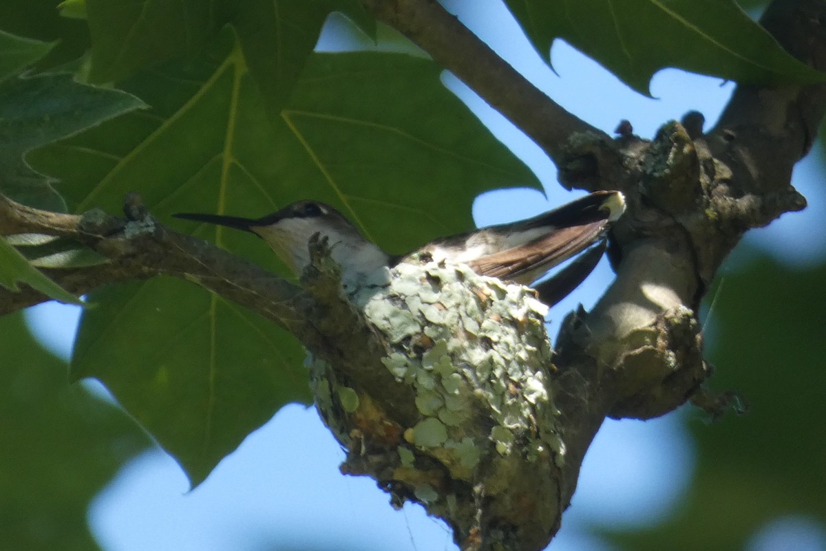Ruby-throated Hummingbird - ML621111616