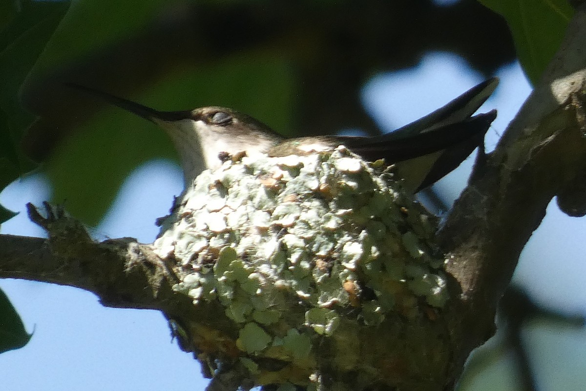 Ruby-throated Hummingbird - ML621111617