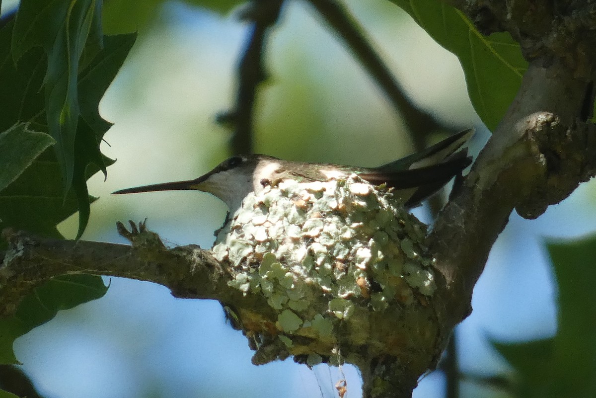 Ruby-throated Hummingbird - ML621111618