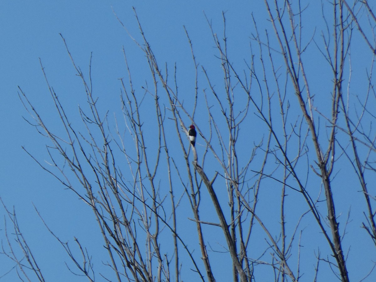 Red-headed Woodpecker - ML621111664