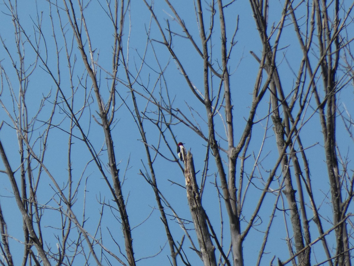 Red-headed Woodpecker - ML621111668