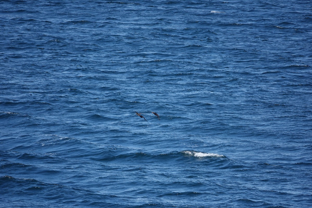 Surf Scoter - ML621111672