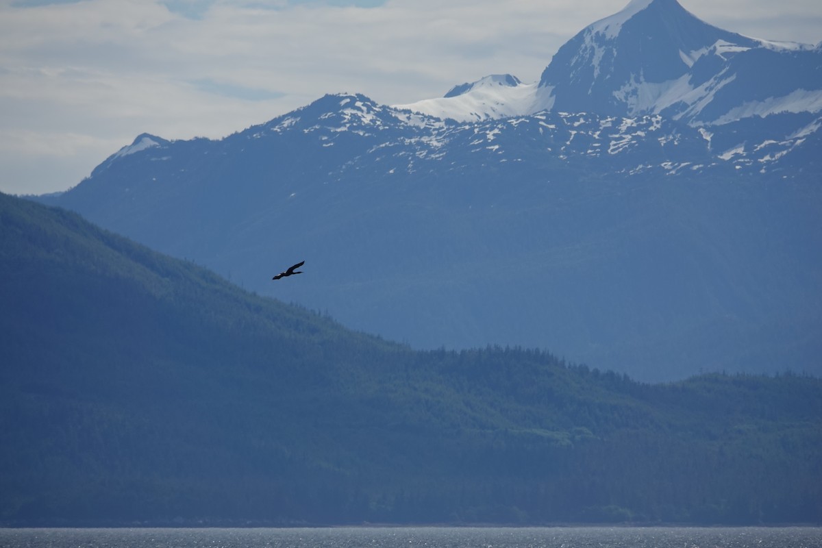 Pelagic Cormorant - ML621111713