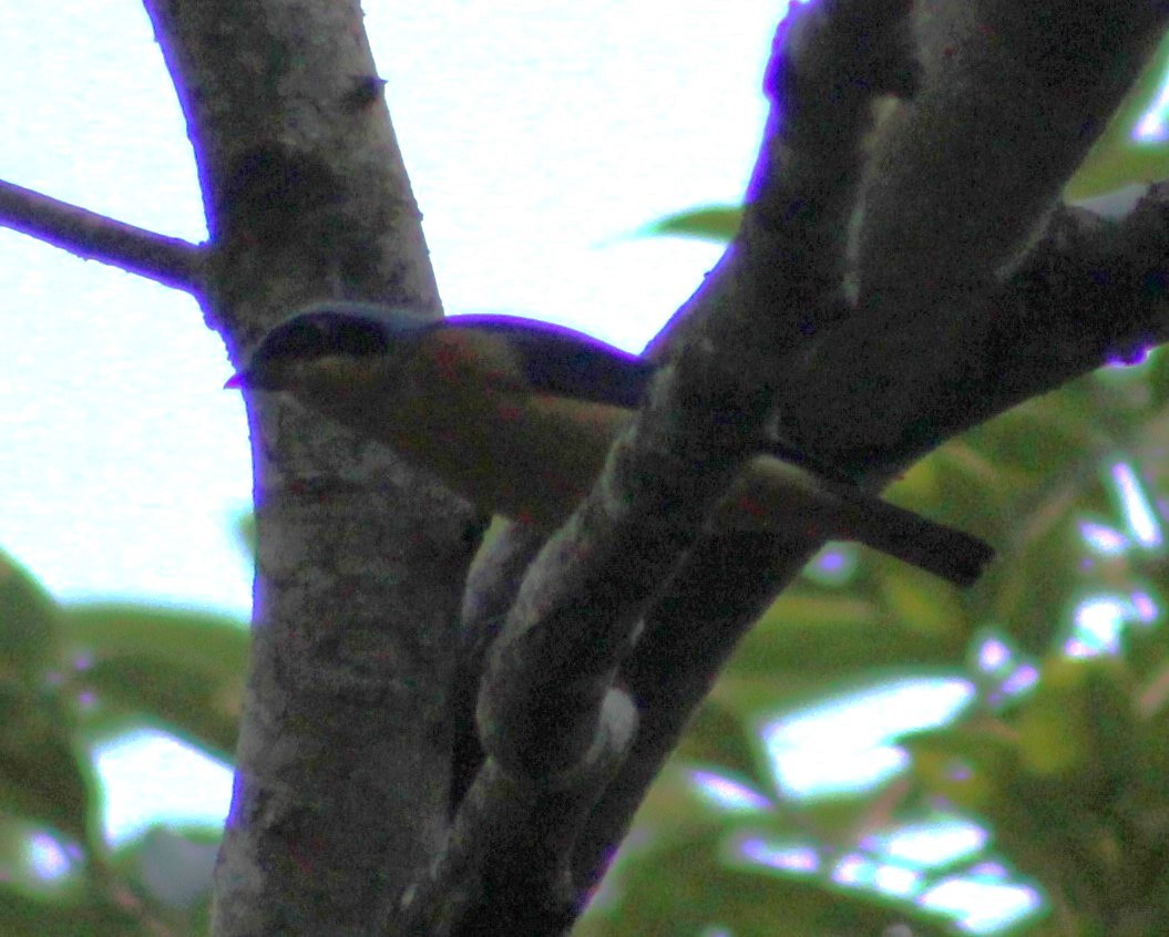 Fawn-breasted Tanager - ML621111730