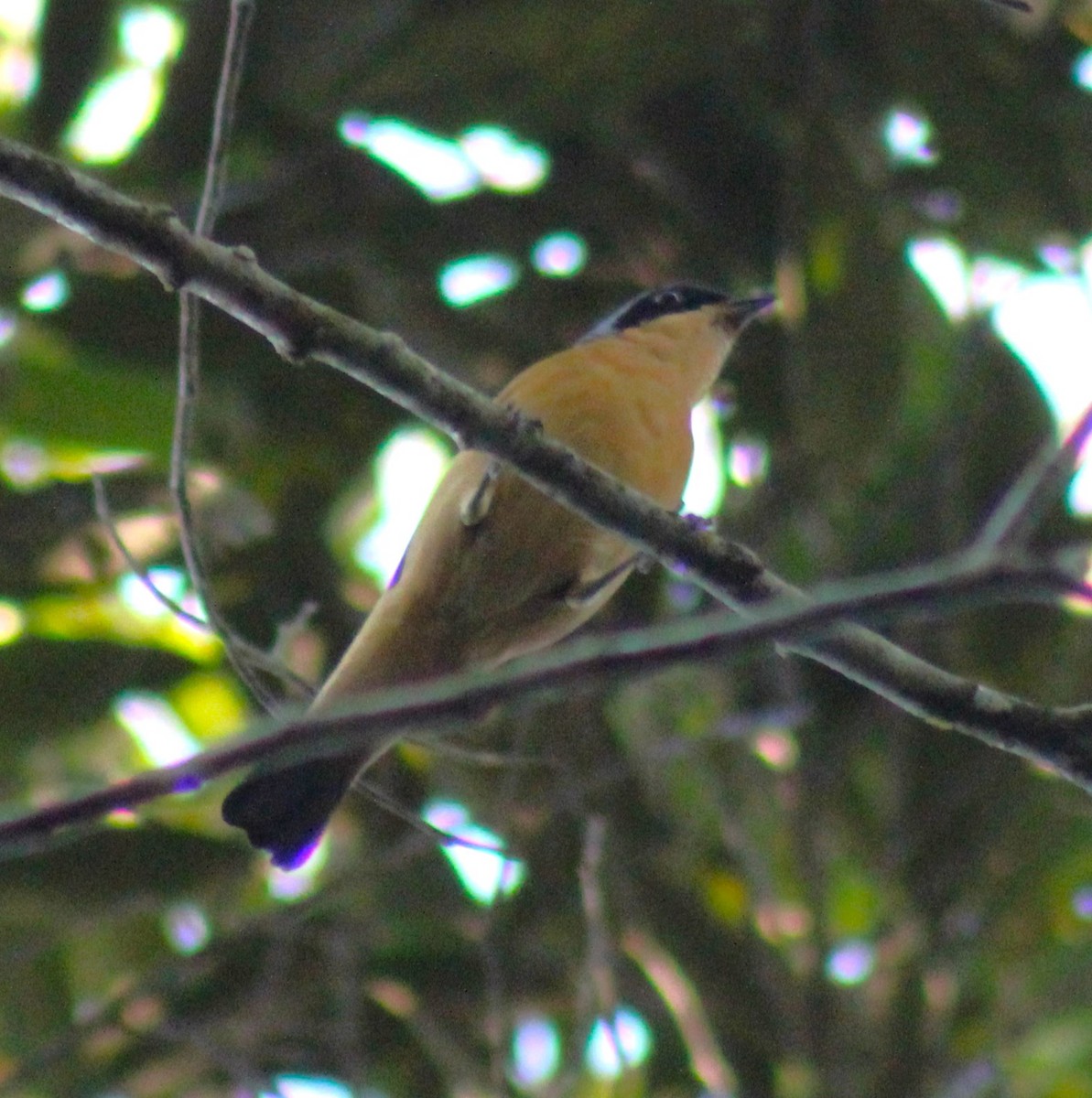 Fawn-breasted Tanager - ML621111731