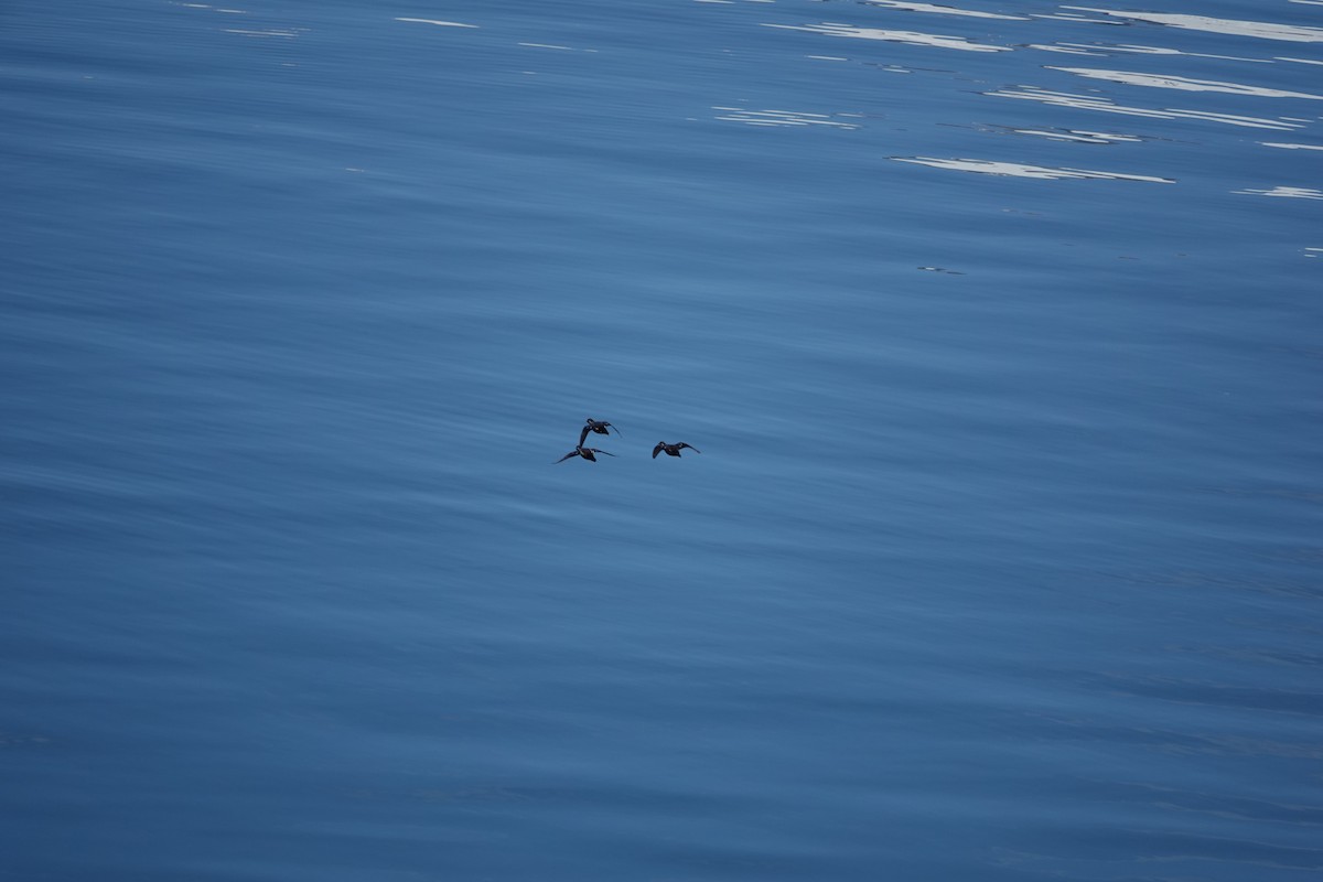 Harlequin Duck - ML621111741