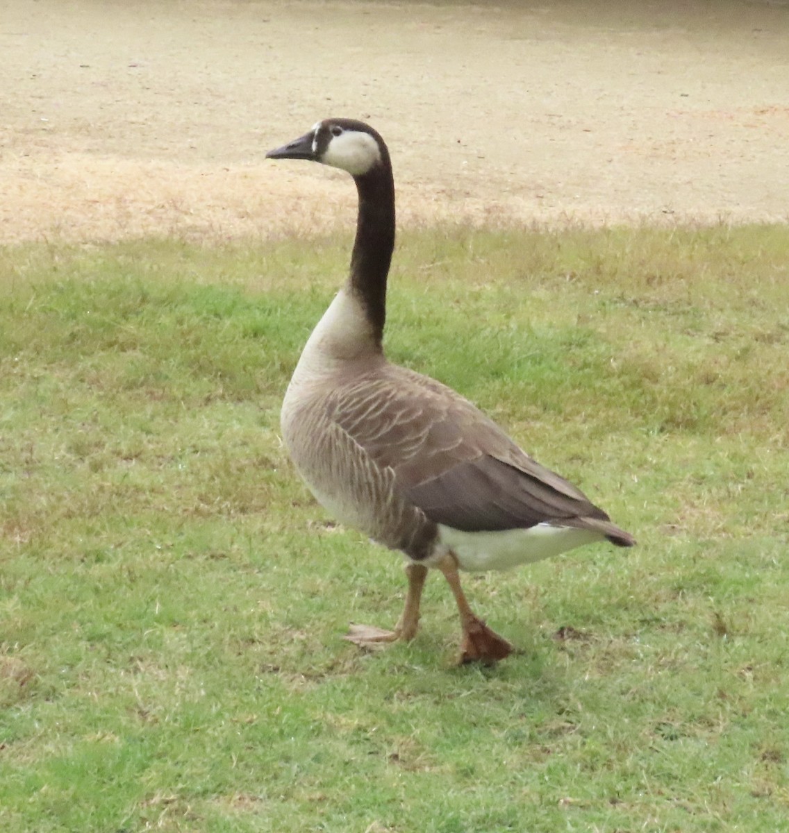 Domestic goose sp. (Domestic type) - ML621111748