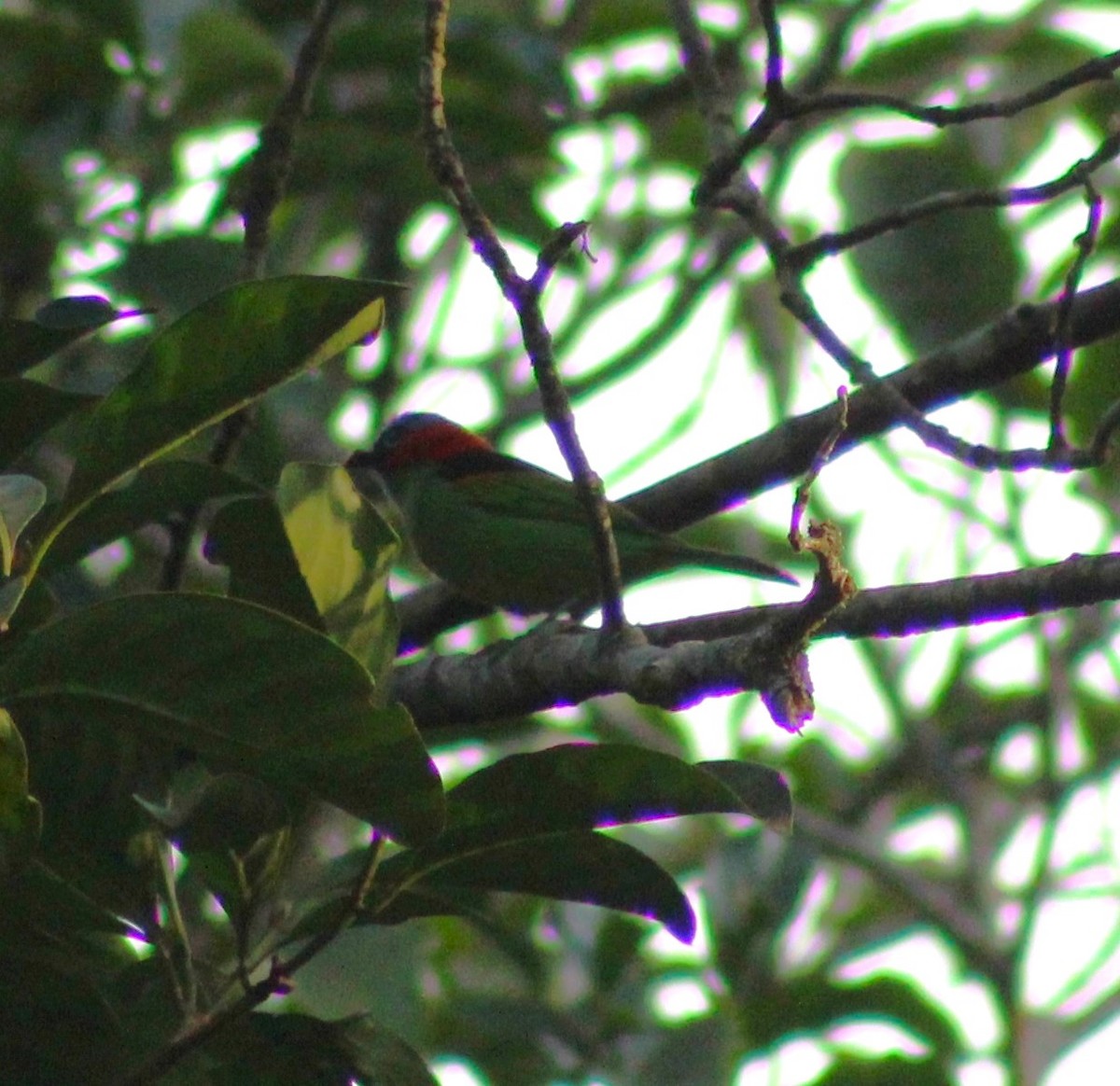Red-necked Tanager - ML621111756