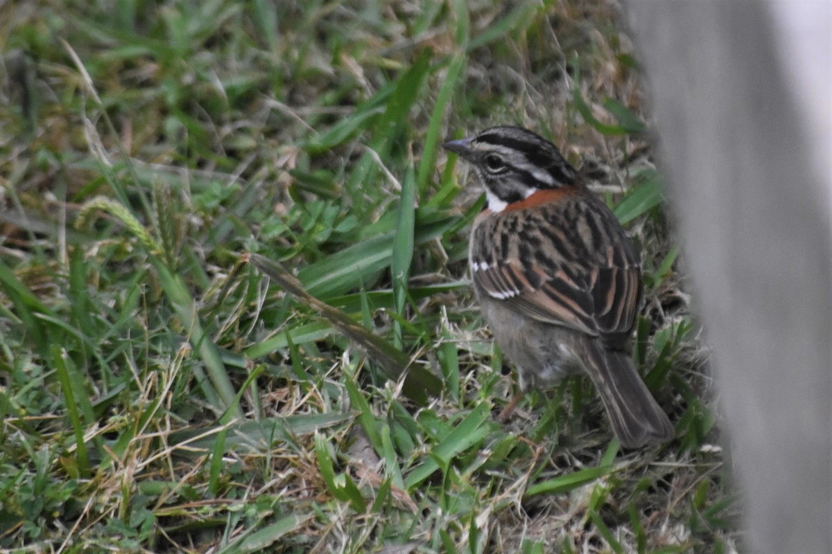 Rufous-collared Sparrow - ML621111757