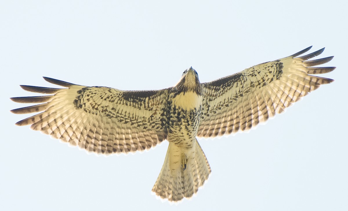 Red-tailed Hawk - ML621111762