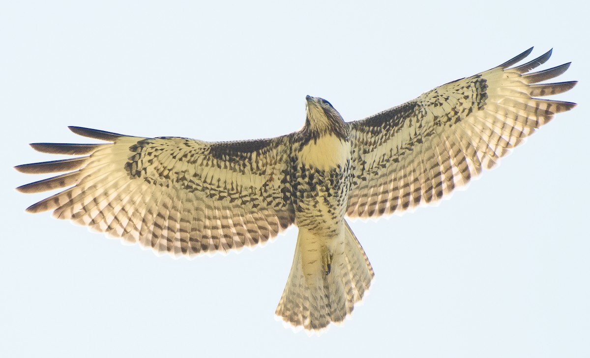 Red-tailed Hawk - ML621111766