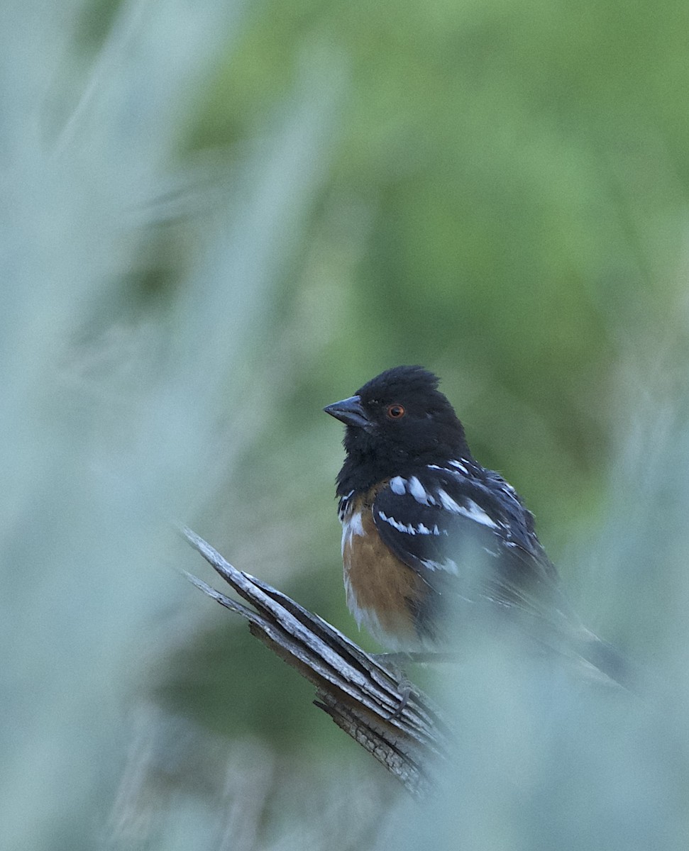 Spotted Towhee (maculatus Group) - ML621111769