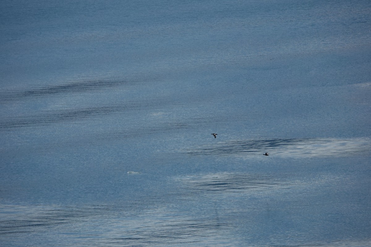 White-winged Scoter - ML621111775