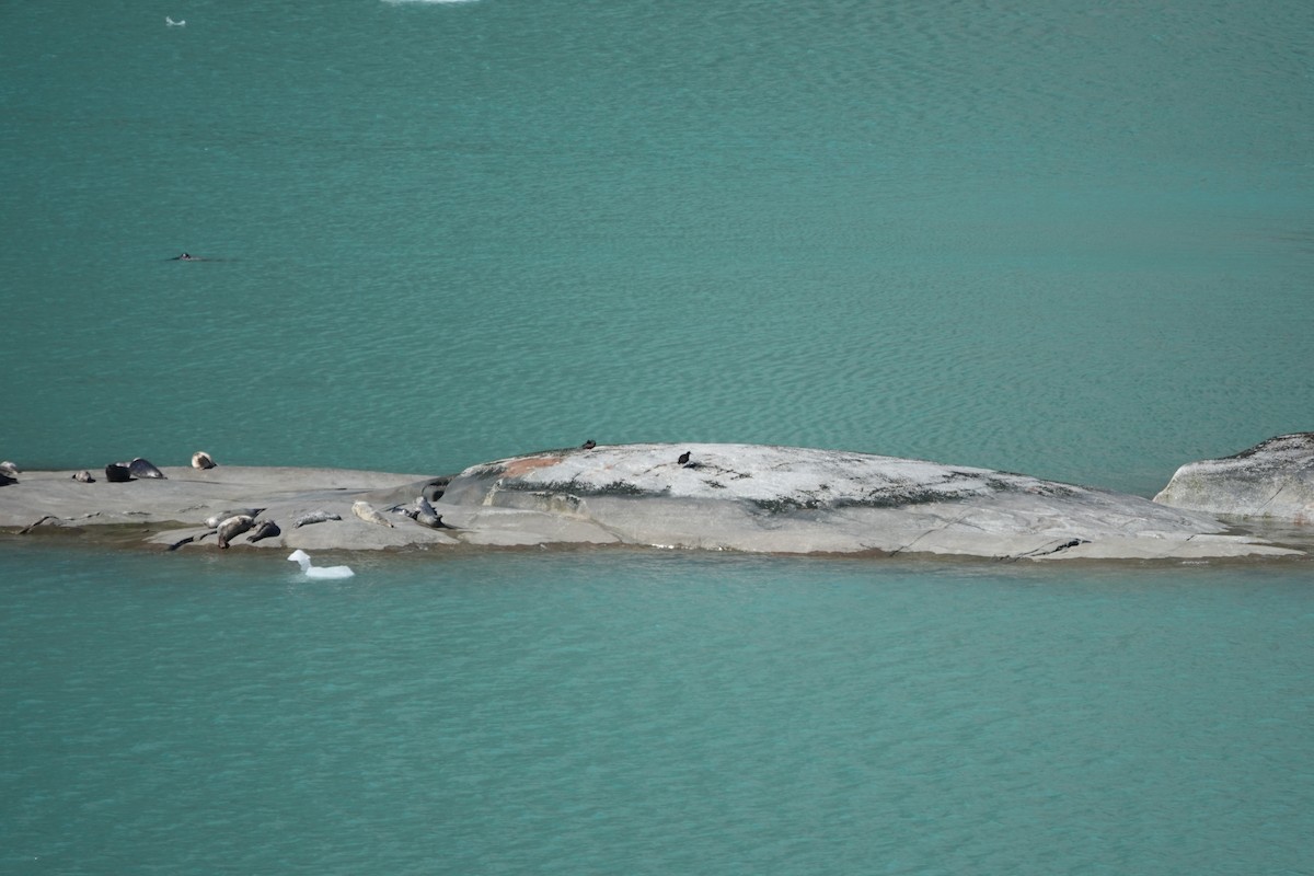 Black Oystercatcher - ML621111783