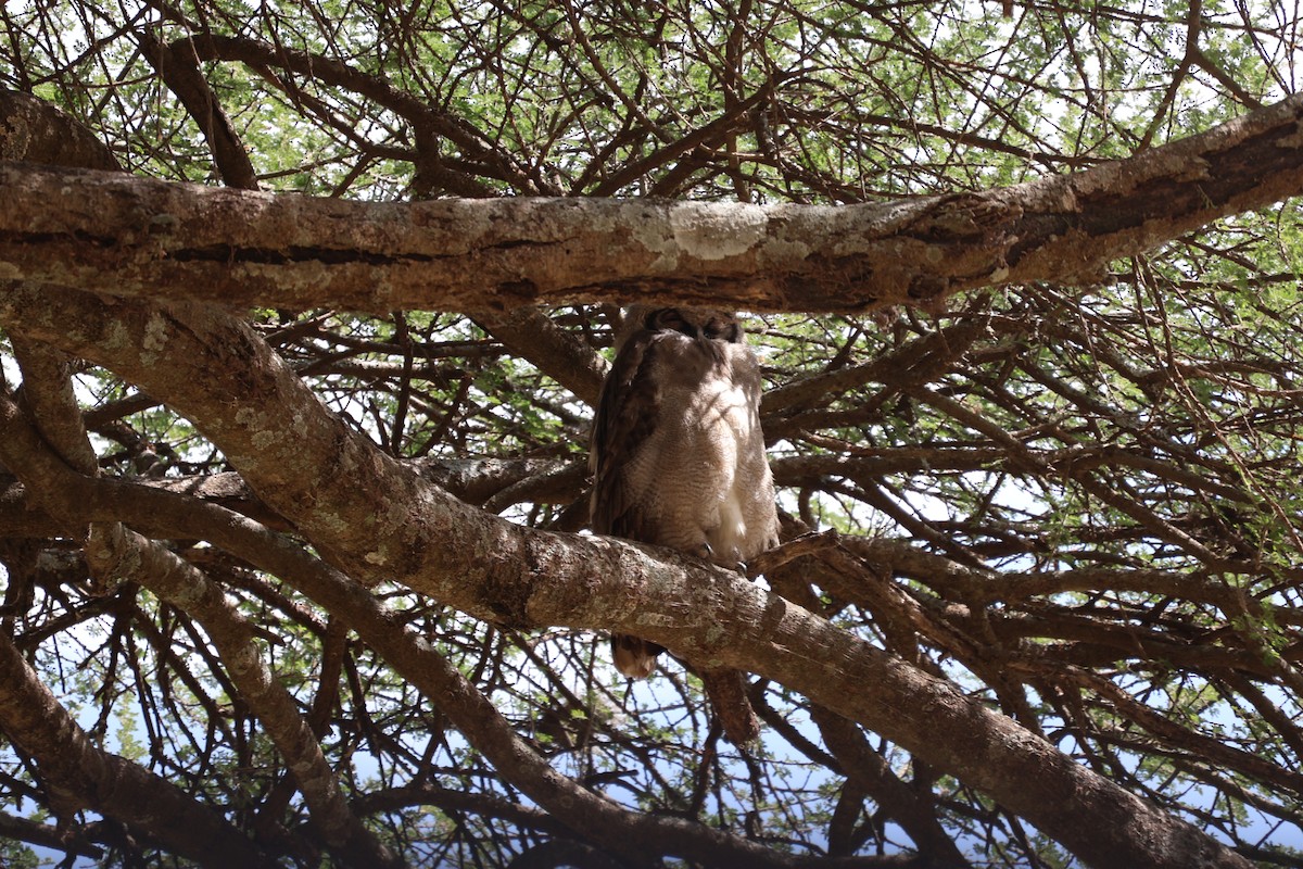 Verreaux's Eagle-Owl - ML621111785