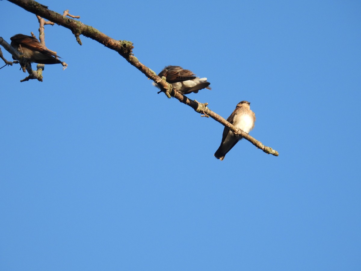 Northern Rough-winged Swallow - ML621111787
