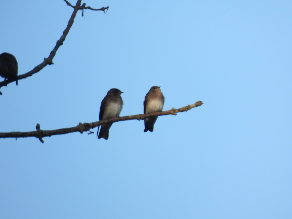 Northern Rough-winged Swallow - ML621111788