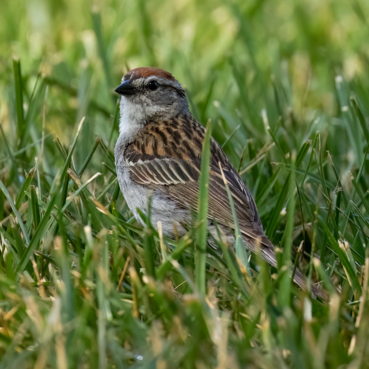 Chipping Sparrow - ML621111789