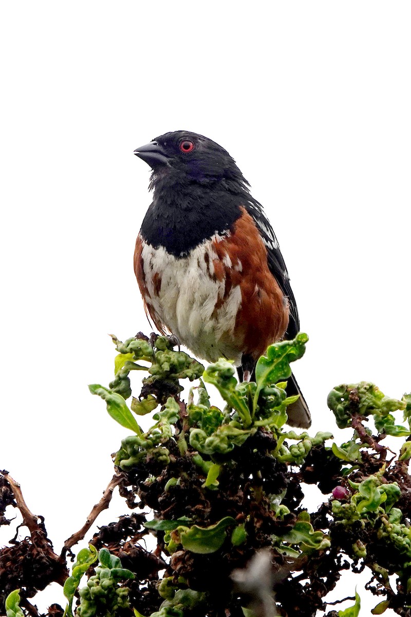 Spotted Towhee - ML621111801