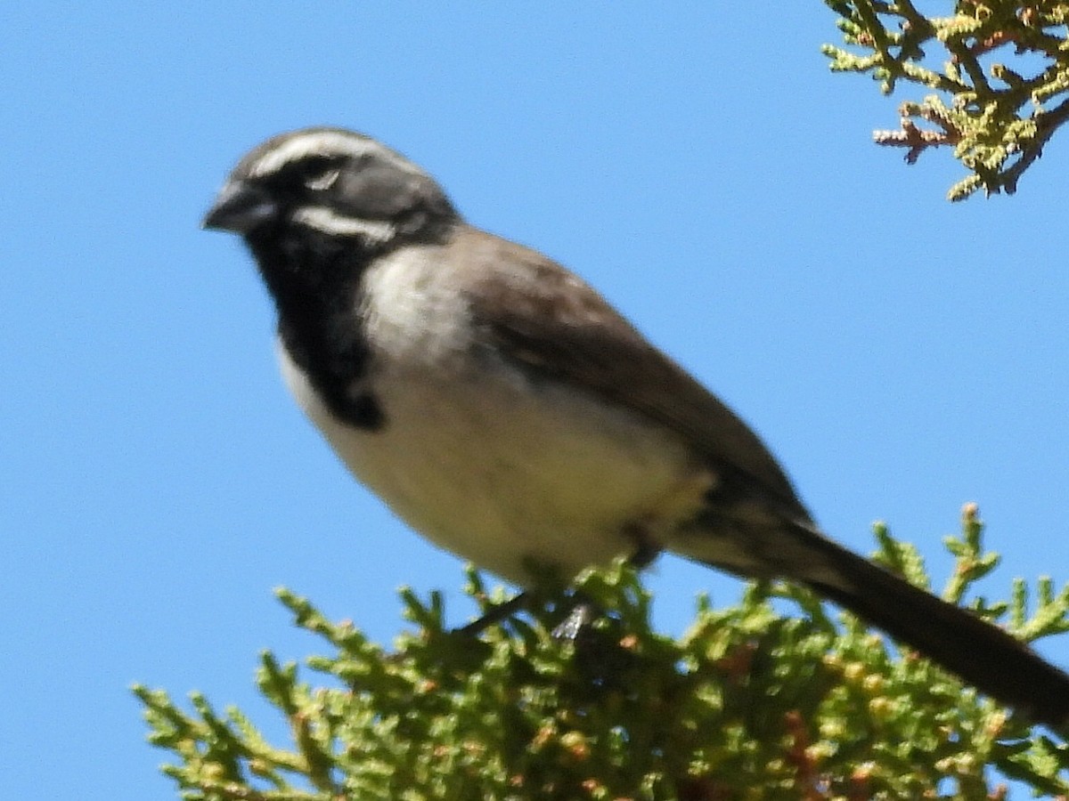 Black-throated Sparrow - ML621111818