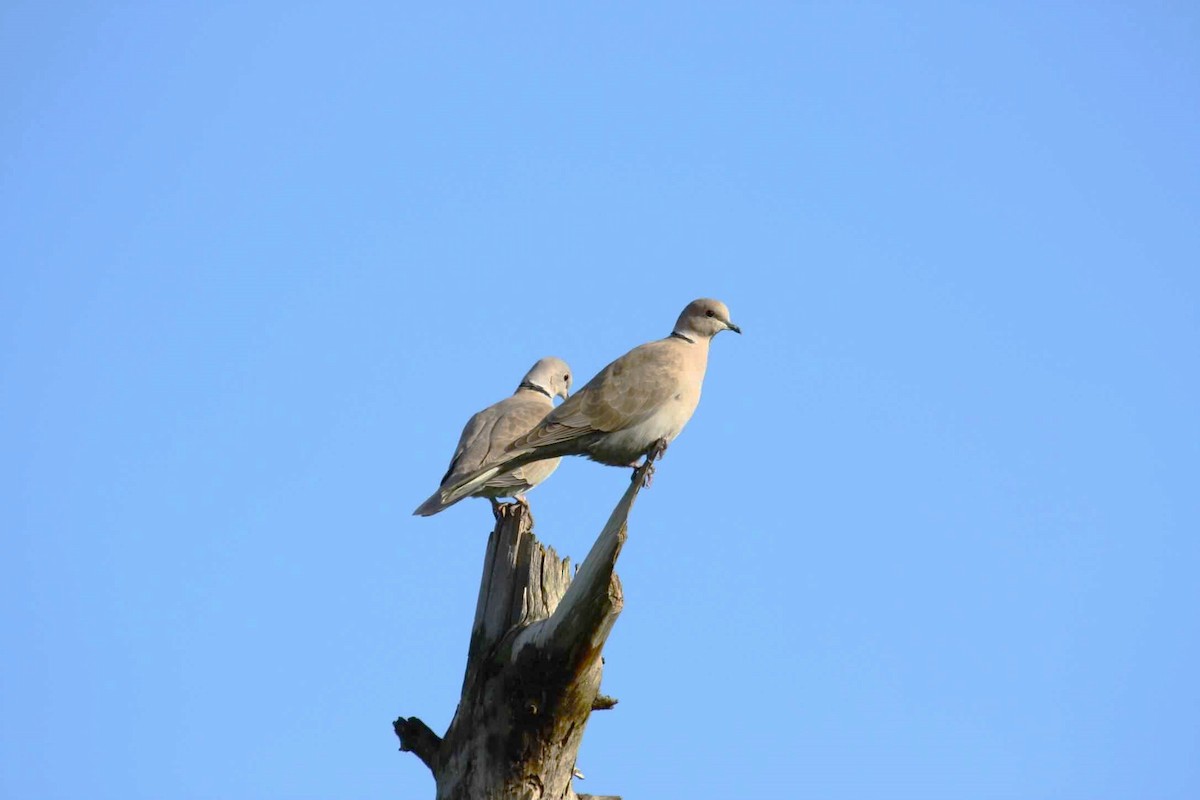 Eurasian Collared-Dove - ML621111826
