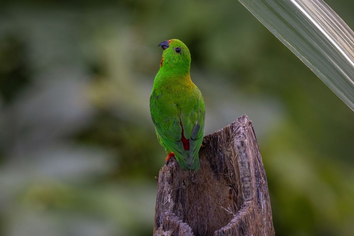 Sulawesi Hanging-Parrot - ML621111832