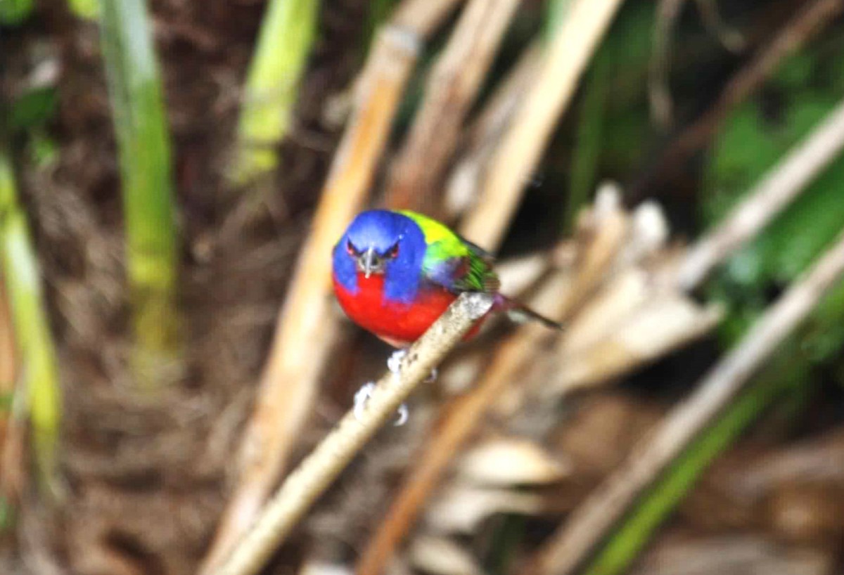Painted Bunting - ML621111843