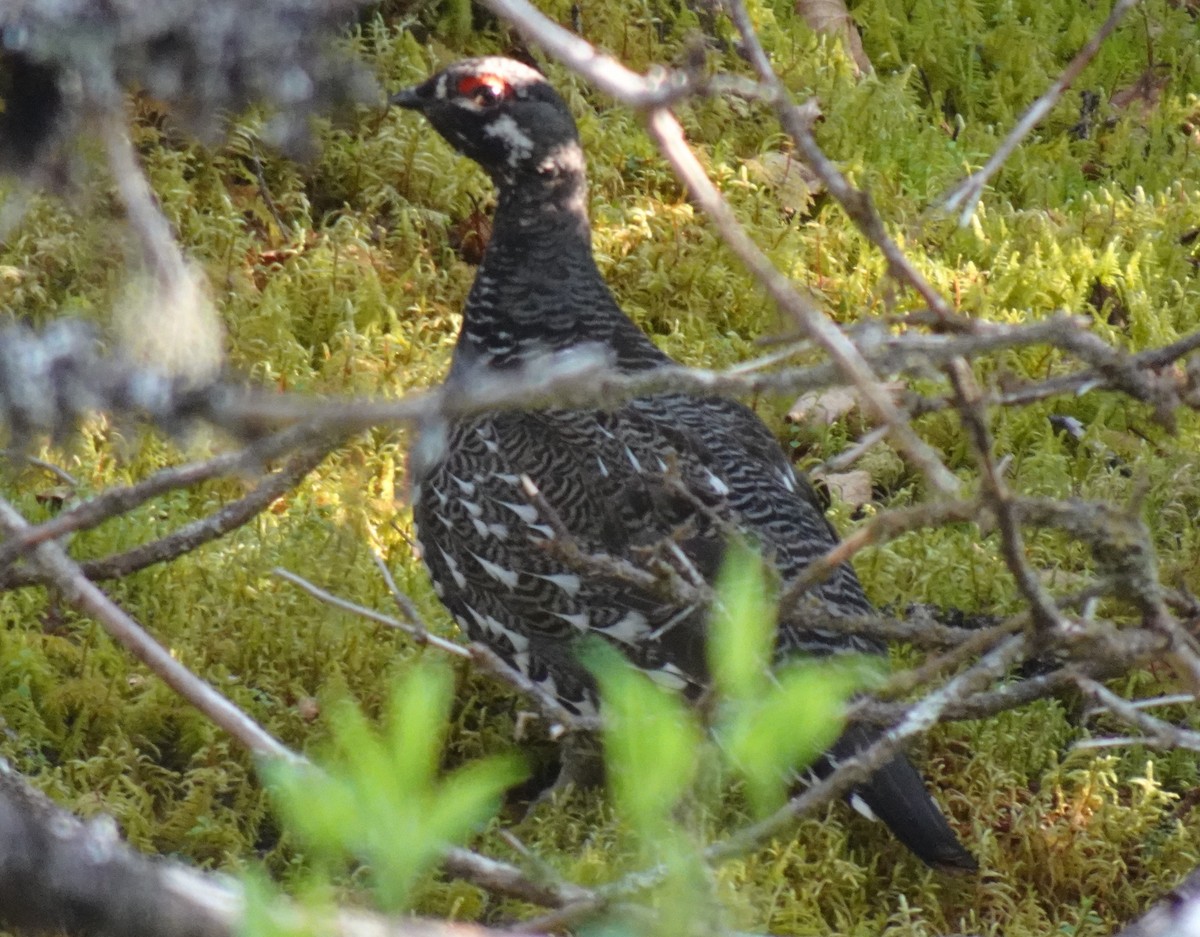 Spruce Grouse - ML621111881